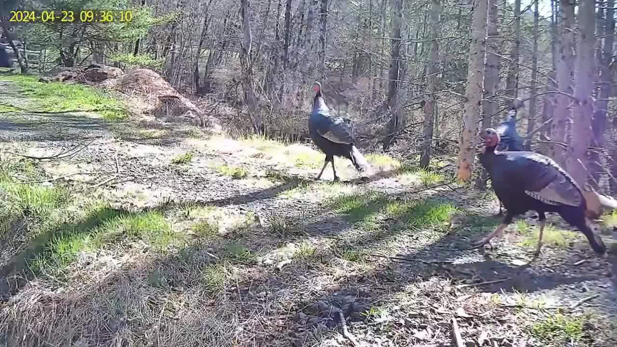 4G Outdoor Hunting Camera Options with Remote Live Viewing and Night Vision, Cellular Security and Trail Camera Bundles for Wildlife Monitoring